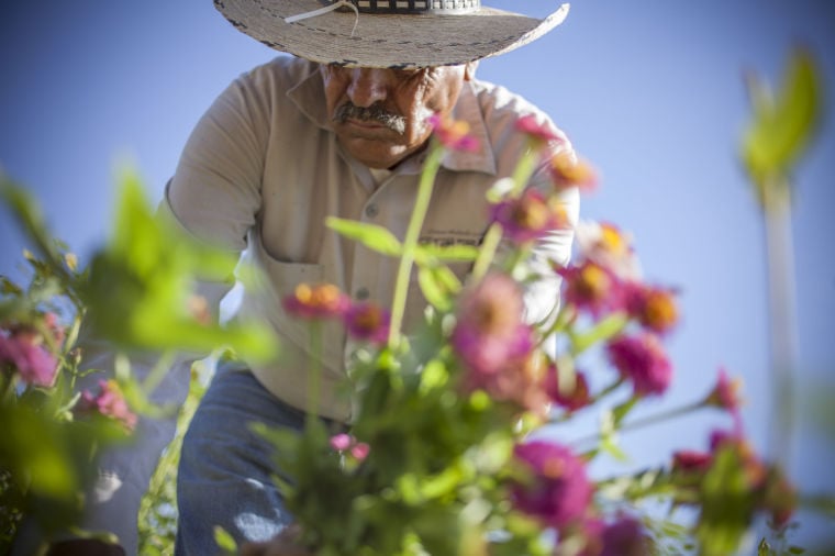 Maya's Farm at South Mountain